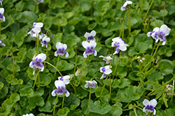 Australian Violet (Viola hederacea) at A Very Successful Garden Center
