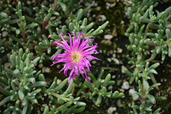 Purple Iceplant (Lampranthus productus) at A Very Successful Garden Center