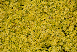Golden Stonecrop (Sedum makinoi 'Ogon') at Lakeshore Garden Centres