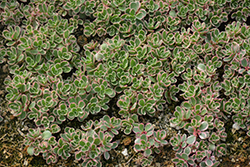 Tricolor Stonecrop (Sedum spurium 'Tricolor') at Stonegate Gardens