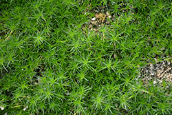 Irish Moss (Sagina subulata) at The Mustard Seed