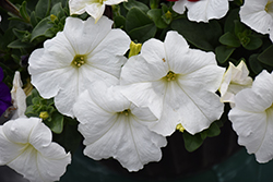 Easy Wave White Petunia (Petunia 'Easy Wave White') at A Very Successful Garden Center