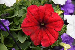 Easy Wave Red Velour Petunia (Petunia 'Easy Wave Red Velour') at A Very Successful Garden Center