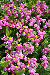 Poetry Pink Nemesia (Nemesia 'Poetry Pink') at A Very Successful Garden Center