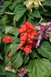 Sizzler Red Sage (Salvia splendens 'Sizzler Red') at Lakeshore Garden Centres
