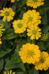Magellan Yellow Zinnia (Zinnia 'Magellan Yellow') at Lakeshore Garden Centres
