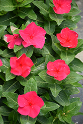 Cora XDR Punch (Catharanthus roseus 'Cora XDR Punch') at Lakeshore Garden Centres