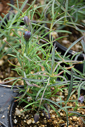 Pipicha (Porophyllum tagetoides) at A Very Successful Garden Center