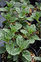 Jessica's Sweet Pear Mint (Mentha 'Jessica's Sweet Pear') at Lakeshore Garden Centres