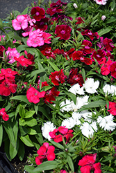 Floral Lace Mix Pinks (Dianthus 'Floral Lace Mix') at A Very Successful Garden Center