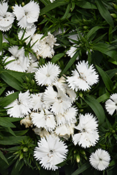 Floral Lace White Pinks (Dianthus 'Floral Lace White') at Lakeshore Garden Centres