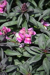 Speedy Sonnet Pink Snapdragon (Antirrhinum majus 'Speedy Sonnet Pink') at Lakeshore Garden Centres