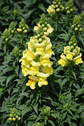 Sonnet Yellow Snapdragon (Antirrhinum majus 'Sonnet Yellow') at Lakeshore Garden Centres