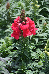 Sonnet Crimson Snapdragon (Antirrhinum majus 'Sonnet Crimson') at A Very Successful Garden Center