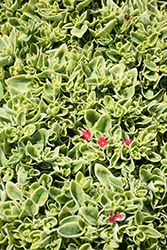 Variegated Baby Sun Rose (Mesembryanthemum cordifolium 'Variegata') at Lakeshore Garden Centres