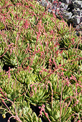 Molded Wax Echeveria (Echeveria agavoides) at A Very Successful Garden Center