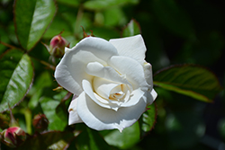 Veranda White Rose (Rosa 'KORfloci111') at A Very Successful Garden Center