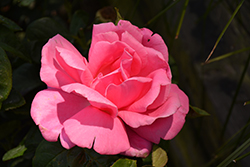Perfume Delight Rose (Rosa 'Perfume Delight') at Stonegate Gardens