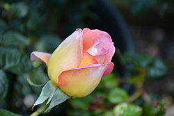 Peace Rose (Rosa 'Peace') at A Very Successful Garden Center