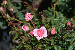 Bonica Rose (Rosa 'Meidomonac') at A Very Successful Garden Center