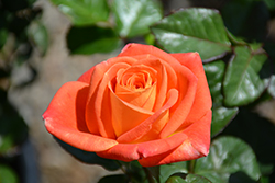 Burst Of Joy Rose (Rosa 'Burst Of Joy') at A Very Successful Garden Center