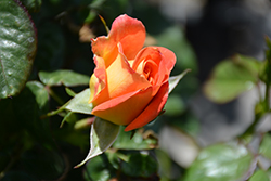 Burst Of Joy Rose (Rosa 'Burst Of Joy') at Lakeshore Garden Centres