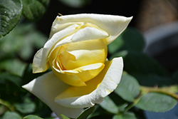 Chantilly Cream Rose (Rosa 'Chantilly Cream') at A Very Successful Garden Center