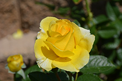 Doris Day Rose (Rosa 'WEKmajuchi') at A Very Successful Garden Center