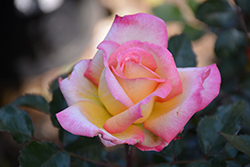 Enchanted Peace Rose (Rosa 'MEIzoloi') at A Very Successful Garden Center