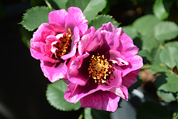 Eyeconic Plum Lemonade Rose (Rosa 'Sprolemlav') at Lakeshore Garden Centres