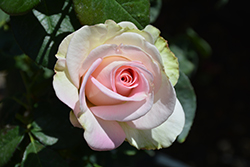 Falling In Love Rose (Rosa 'WEKmoomar') at Lakeshore Garden Centres