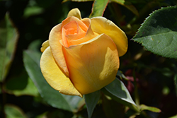 Gold Medal Rose (Rosa 'AROyqueli') at Stonegate Gardens