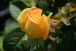 Gold Struck Rose (Rosa 'Gold Struck') at Lakeshore Garden Centres