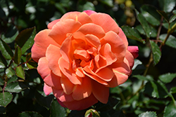 Disneyland Rose (Rosa 'JACmouse') at A Very Successful Garden Center