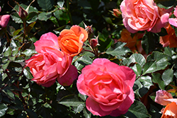 Disneyland Rose (Rosa 'JACmouse') at Lakeshore Garden Centres