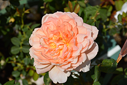 Carding Mill Rose (Rosa 'Carding Mill') at A Very Successful Garden Center