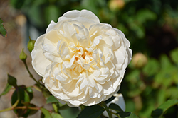 Lichfield Angel Rose (Rosa 'Lichfield Angel') at A Very Successful Garden Center