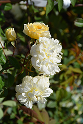 Malvern Hills Rose (Rosa 'Malvern Hills') at A Very Successful Garden Center