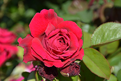 Tess Of The D'Urbervilles Rose (Rosa 'Tess Of The D'Urbervilles') at Lakeshore Garden Centres