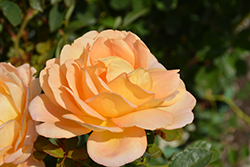 Lady Of Shalott Rose (Rosa 'Ausnyson') at A Very Successful Garden Center