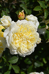 The Pilgrim Rose (Rosa 'The Pilgrim') at Lakeshore Garden Centres