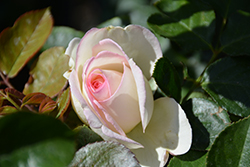 Eden Rose (Rosa 'Meiviolin') at A Very Successful Garden Center