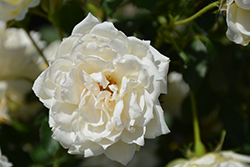 Icecap Rose (Rosa 'Meiradena') at Stonegate Gardens