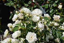Icecap Rose (Rosa 'Meiradena') at A Very Successful Garden Center