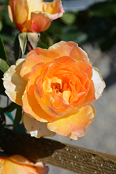 Garden Sun Rose (Rosa 'Meivaleir') at Lakeshore Garden Centres