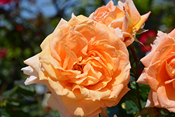 Forever Amber Rose (Rosa 'WEKcaspetono') at Stonegate Gardens