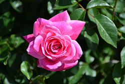 Brilliant Pink Iceberg Rose (Rosa 'Brilliant Pink Iceberg') at Lakeshore Garden Centres