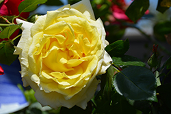 Chantilly Cream Rose (Rosa 'Chantilly Cream') at Stonegate Gardens