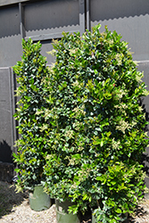 Texanum Japanese Privet (Ligustrum japonicum 'Texanum') at Stonegate Gardens