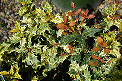 Variegated False Holly (Osmanthus heterophyllus 'Goshiki') at Stonegate Gardens